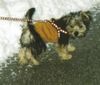 Bichon/Yorkie Foto: Barbie Beauties Theo (ID 22771) Bichon/Yorkie Hund