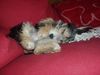 Bichon/Yorkie Foto: Mine Bichon/Yorkie Kassandra/Tyra sleeping in the sofa (ID 2932) Bichon/Yorkie Hund