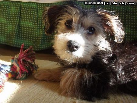 Bichon/Yorkie Hunde Foto 3206 Bichon/Yorkie Kasandra/Tyra