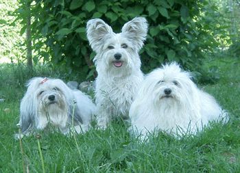 Bichon/Yorkie Hunde Foto 32834 Bichon/Yorkie Barbie Beautie's Så, Silver-Boy & Si på 2års-dagen.