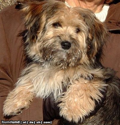Bichon/Yorkie Hunde Foto 14259 Bichon/Yorkie Barbie Beauties Newton typ Teddy Bear