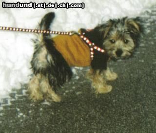 Bichon/Yorkie Hunde Foto 22771 Bichon/Yorkie Barbie Beauties Theo