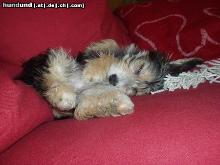 Bichon/Yorkie Hunde Foto 2932 Bichon/Yorkie Mine Bichon/Yorkie Kassandra/Tyra sleeping in the sofa