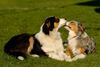 Billy Foto: Hallo caro (ID 37185) Billy Hund