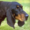 Black and Tan Coonhound Hund