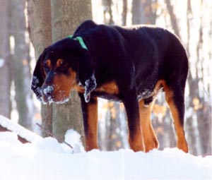 Black and Tan Coonhound