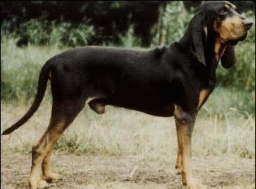 Black and Tan Coonhound