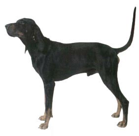 Black and Tan Coonhound