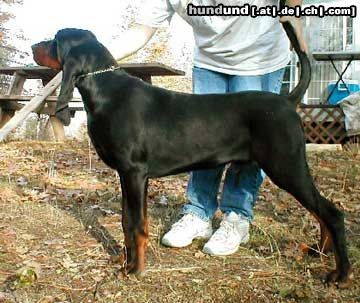 Black and Tan Coonhound Lucky 