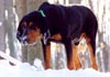 Black and Tan Coonhound Hund