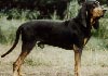 Black and Tan Coonhound Hund