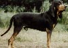 Black and Tan Coonhound Foto (ID 255) Black and Tan Coonhound Hund
