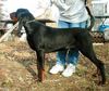 Black and Tan Coonhound Hund