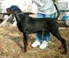 Black and Tan Coonhound Foto: Lucky (ID 23211) Black and Tan Coonhound Hund