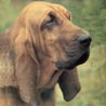 Bloodhound, Bluthund, Sankt-Hubertus-Hund, Chien de Saint-Hubert