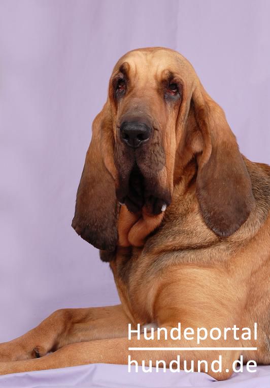 Bloodhound, Bluthund, Sankt-Hubertus-Hund, Chien Saint-Hubert Foto 41103 - hundund.de