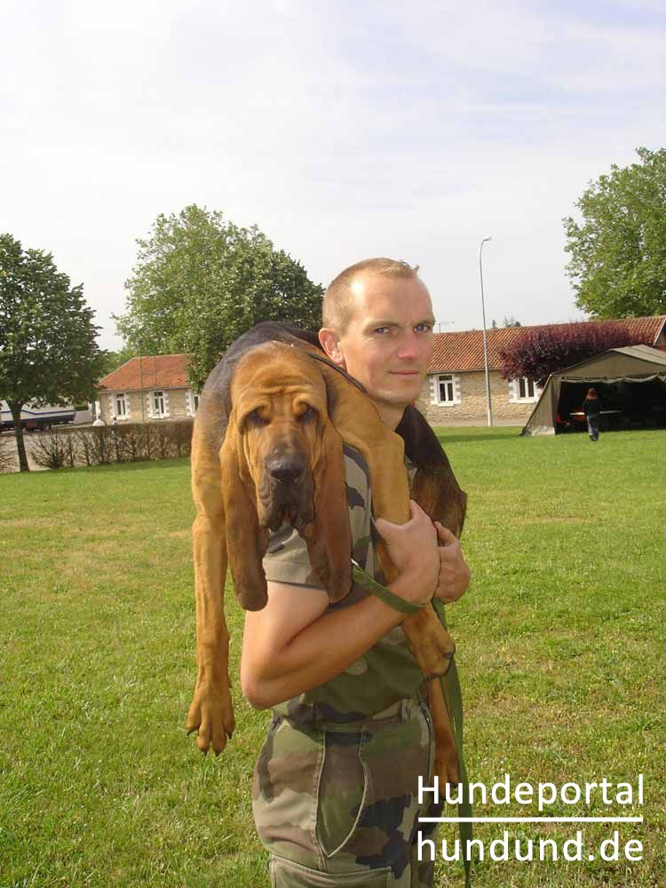 Sankt-Hubertus-Hund, Chien de Foto 39741 - hundund.de