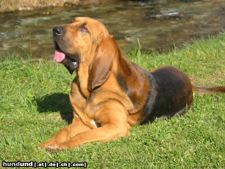 Bluthund, Sankt-Hubertus-Hund, Chien de Saint-Hubert Foto 6258 - hundund.de