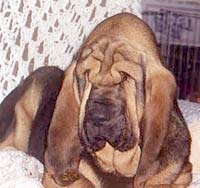 Bloodhound Hunde Foto 257 Bloodhound