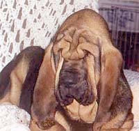 Bloodhound