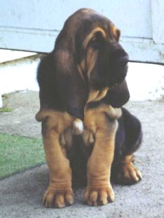 Bloodhound Hunde Foto 258 Bloodhound