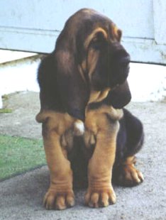 Bloodhound