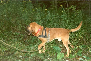Bloodhound Hunde Foto 259 Bloodhound