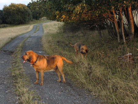 Bloodhound Bloody&Hubert