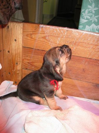 Bloodhound Rosemary Famous Alhavant    has Puppy