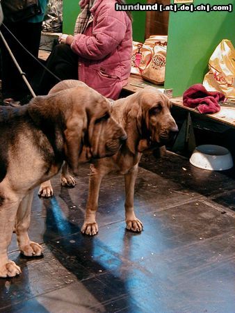 Bloodhound afghane cruft´s2000 burmingham