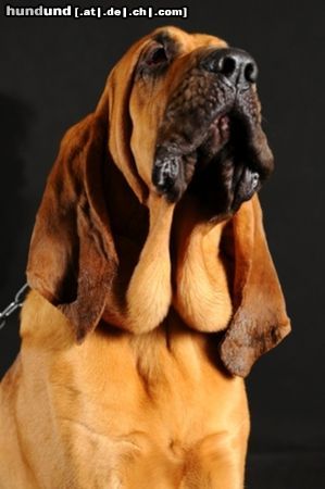 Bloodhound Djamal del Purgatorio