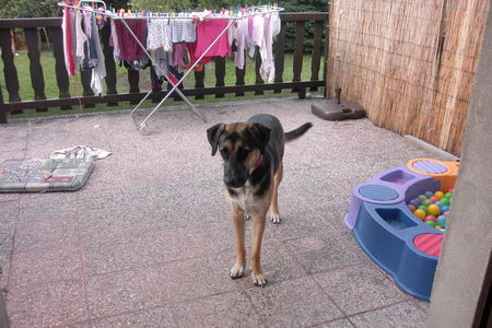 Bloodhound Ella hat vieles vom Bloodhound, bitte um Hilfe um sie besser verstehen zu können.Bin leider der 3. Besitzer und sie ist 3 Mon. bei mir und 18 Mon. alt-Danke-