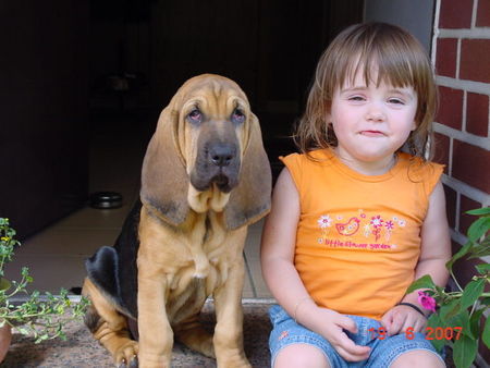 Bloodhound Hunde Foto 43863 Bloodhound Buzz & Mia
