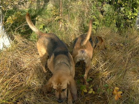 Bloodhound Hunde Foto 2646 Bloodhound