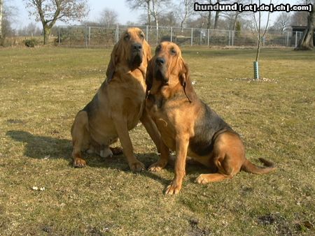 Bloodhound Hunde Foto 2997 Bloodhound Bloody & Hubert