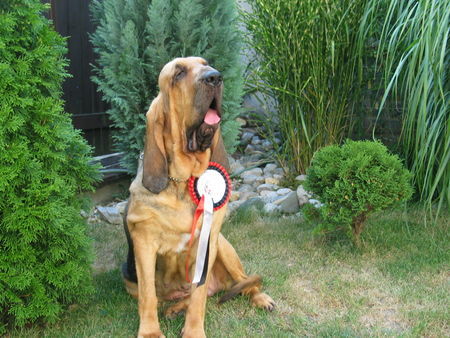 Bloodhound European Winner 07 Rosemary Famous Alhavant
