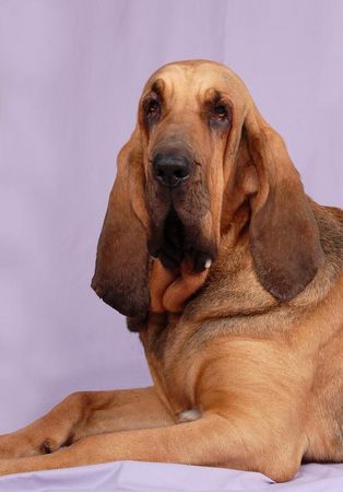 Bloodhound Rosemary Famous Alhavant    has Puppy