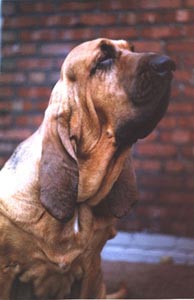 Bloodhound Hunde Foto 50 Bloodhound