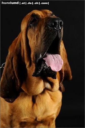 Bloodhound Djamal del Purgatorio