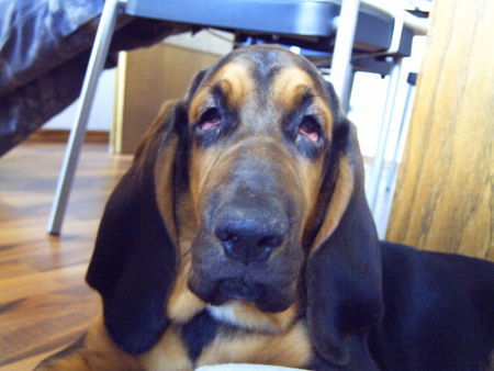 Bloodhound das ist HUGO mit ca 14wochen