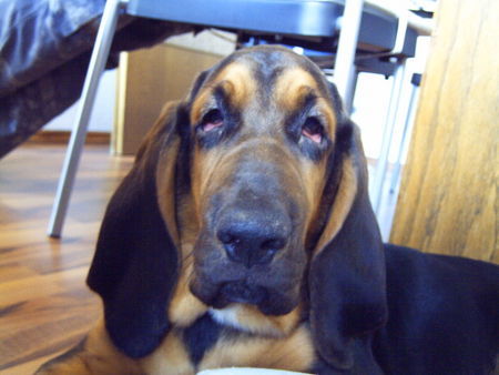 Bloodhound, Bluthund, Sankt-Hubertus-Hund, Chien de Saint-Hubert 35074 hundund.de