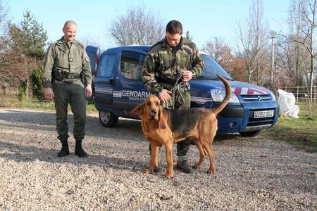 Bloodhound french police force bloodhound