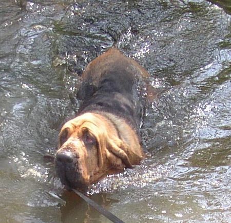 Bloodhound Schwimmen für ihr leben gern