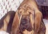 Bloodhound Foto (ID 257) Bloodhound Hund