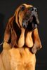 Bloodhound Hund