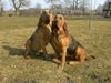 Bloodhound Hund