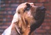 Bloodhound Foto (ID 50) Bloodhound Hund