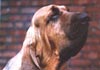 Bloodhound Hund