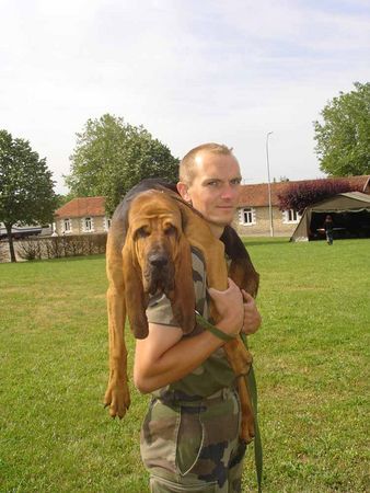 Bloodhound Hunde Foto 39741 in höherer Auflösung ansehen Bloodhound french police force bloodhound