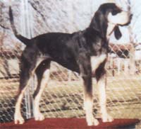 Bluetick Coonhound Hunde Foto 260 Bluetick Coonhound